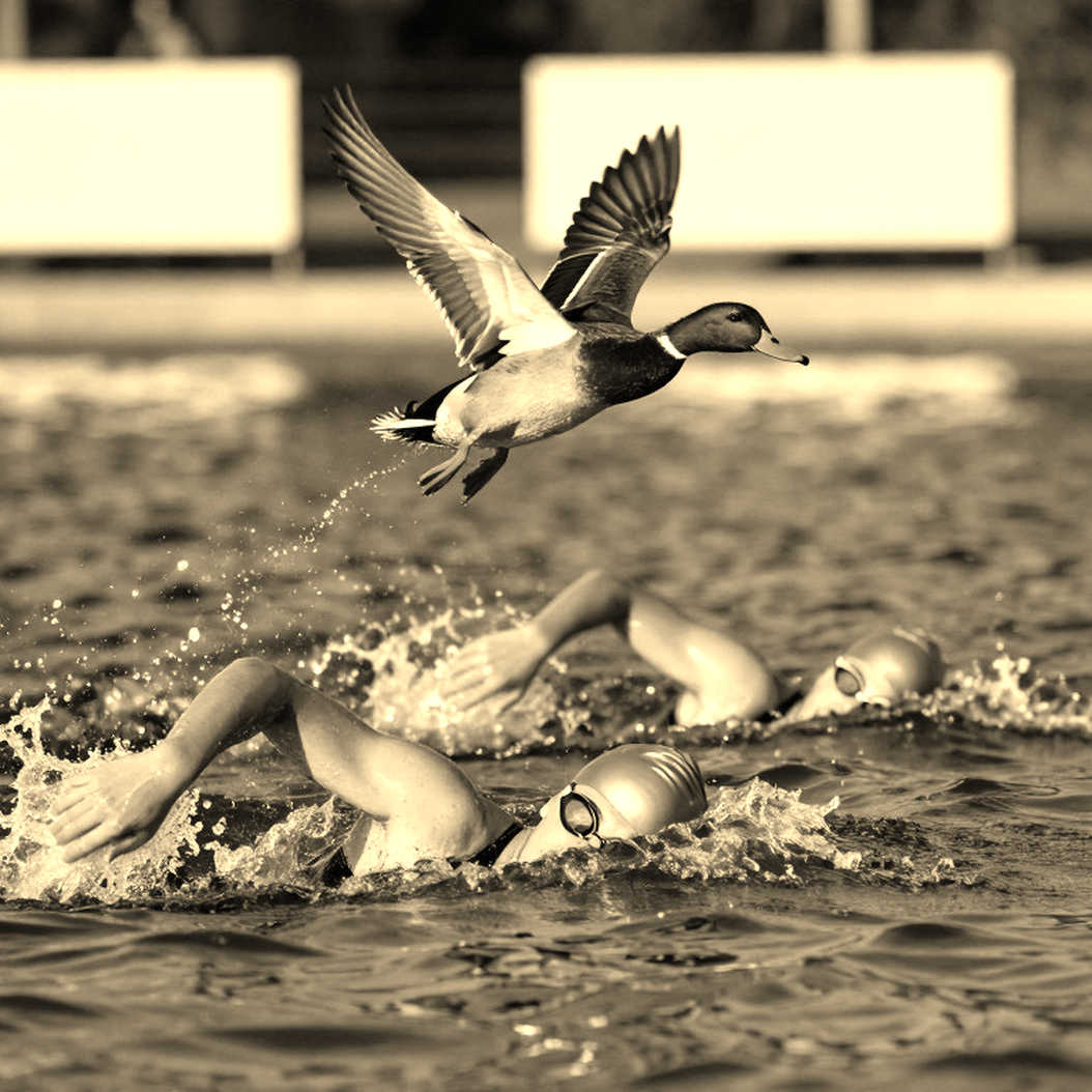 Vietnam Swimming Data Analysis: Current Status and Lessons from Information Extraction System Failures Vietnam Swimming Data Analysis: Current Status and Lessons from Information Extraction System Failures